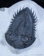 Impressive Coltraneia Trilobite - Tower Eyes #2342-1